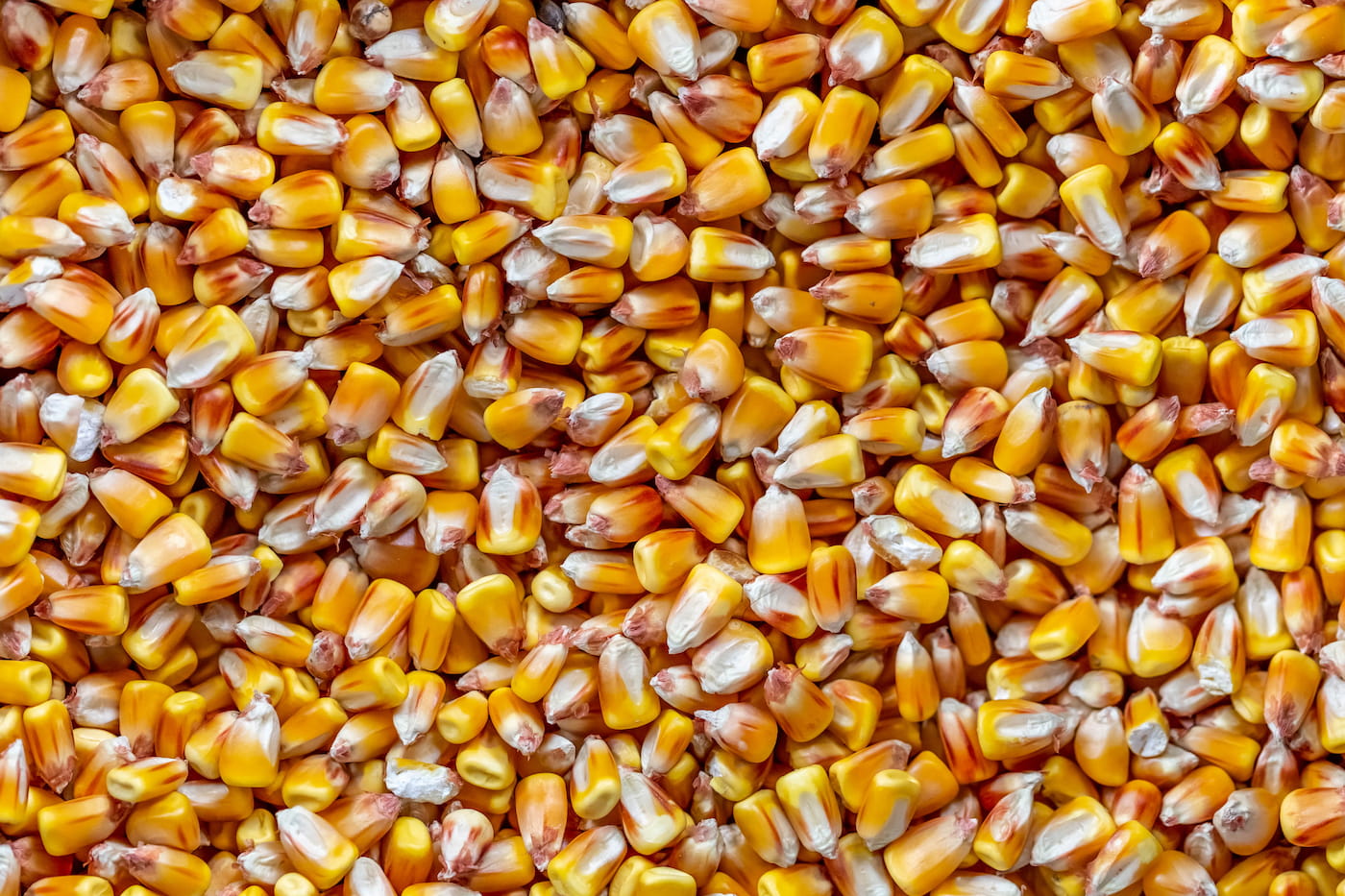 Maíz en grano utilizado para el proceso de nixtamalización